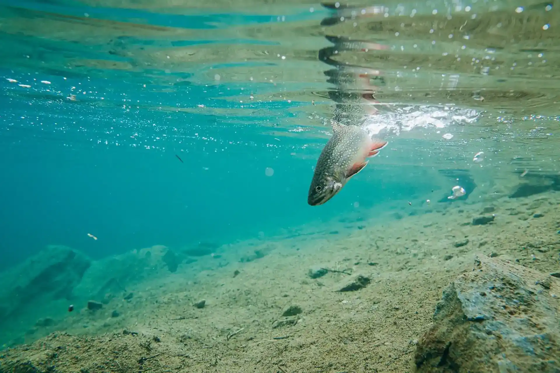 Fliegenfischen Lungau